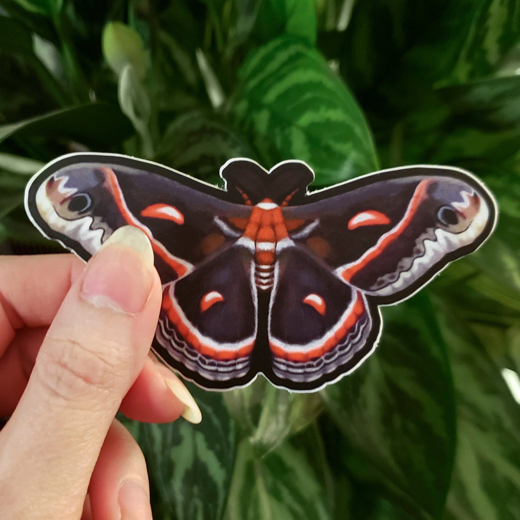 Cecropia Moth Sticker-TeaToucan